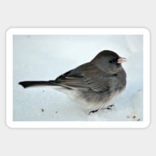 Winter Snow Bird 2 Sticker